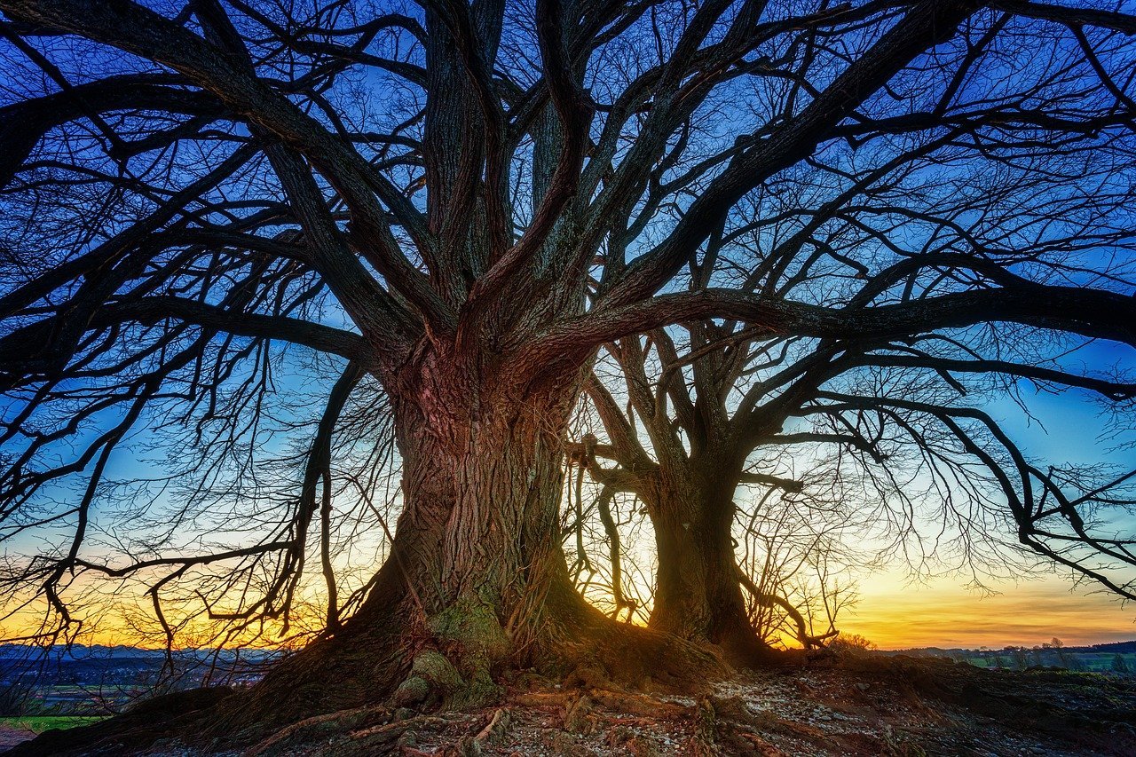 IMG-BLOG